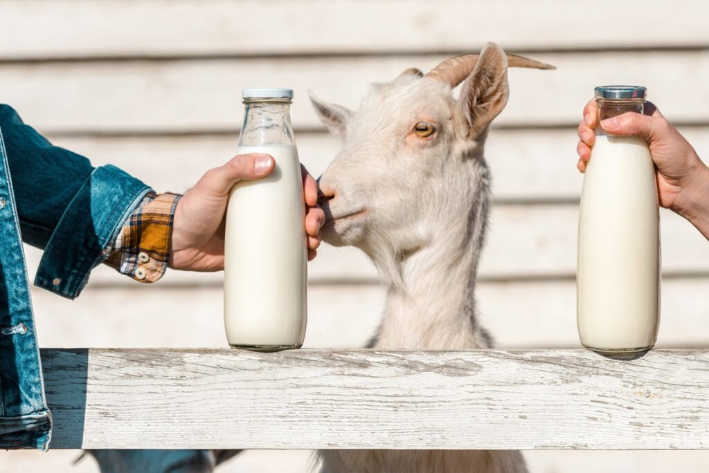Are Goat Milk and Sheep Milk Dairy? Are they Safe for People on a Dairy-Free Diet? How other Mammal Milks compare to Cow Milk for Allergies, Intolerances, and other Health Reasons ...